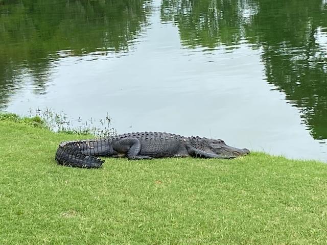 Big Gator