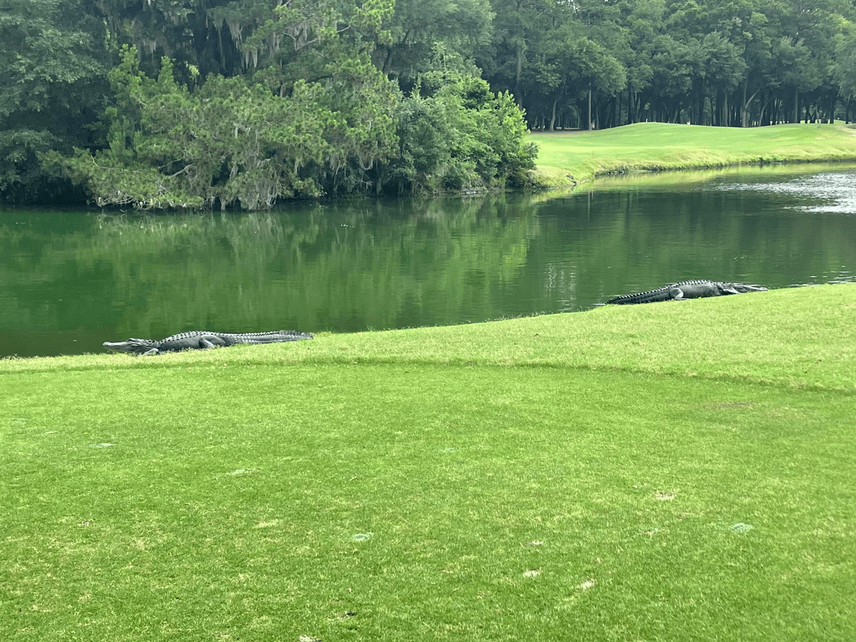 2 Big Gators on the tee box ;-(