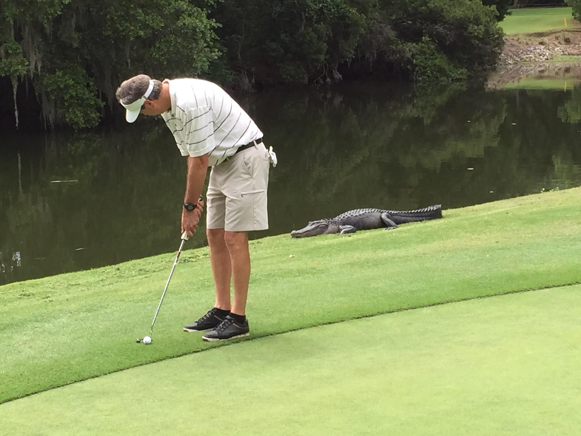 Putting while looking backward - (gator is not happy with that left-hand-low technique)
